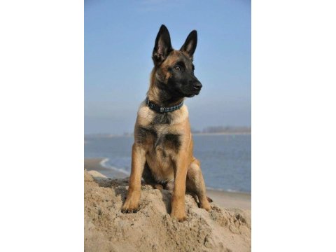 İnme İndiren Belçika Kurdu