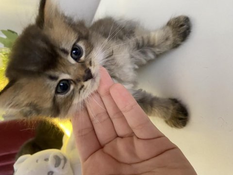 British Shorthair Ve Longhair Yuvarlak Kafa Yavru Kediler