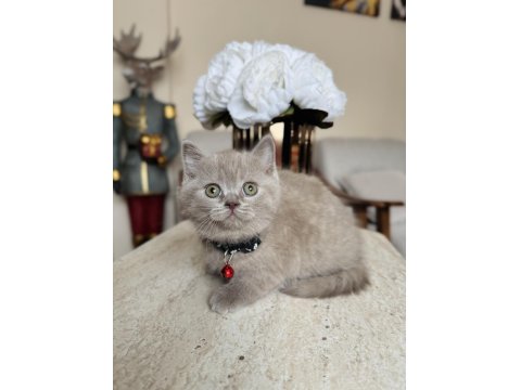 British Shorthair Lilac Yavru