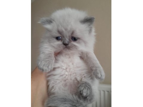 İran Kedisi Yavrularımız Rezerveye Açılmıştır