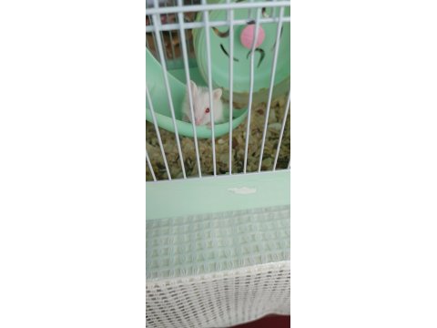 Albino Yavru Hamsterler