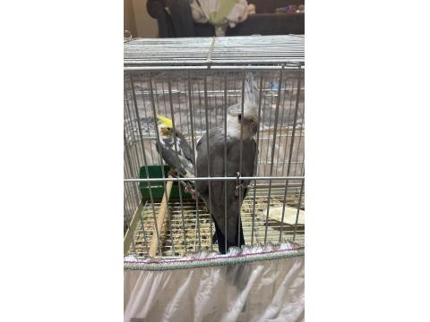 Konuşan Sultan Papağanlar