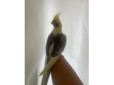 Yavru Mutasyon 45 Günlük El Besleme Sultan Papağanı