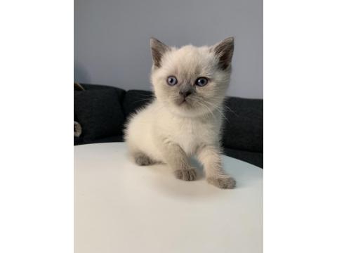 Show Kalite British Shorthair Yavrular