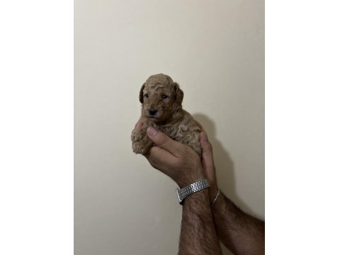 Toy Poodle Yavruları