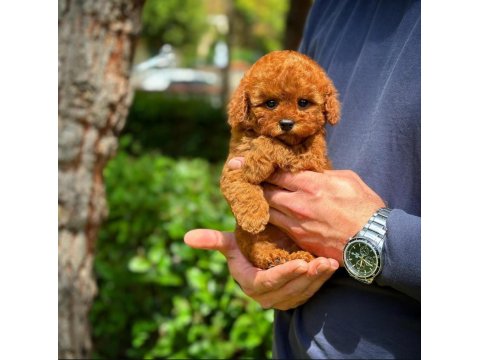 Baby Face Toy Poodle