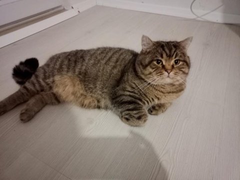 Ücretsiz Sahiplendirme Kedimiz