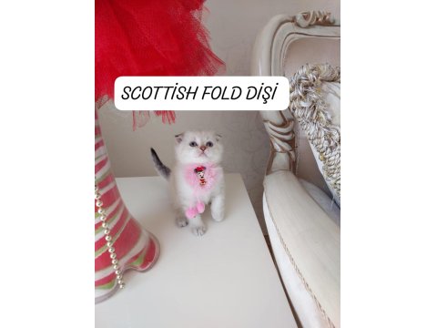 Scottish Fold Prenses Hazır