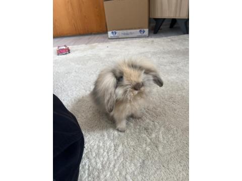 Hollanda Lop Tavşanı