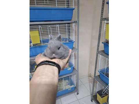 9 Aylık Hollanda Cücesi Blue Tavşan