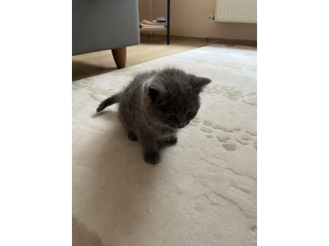 British 2 Aylık Dişi