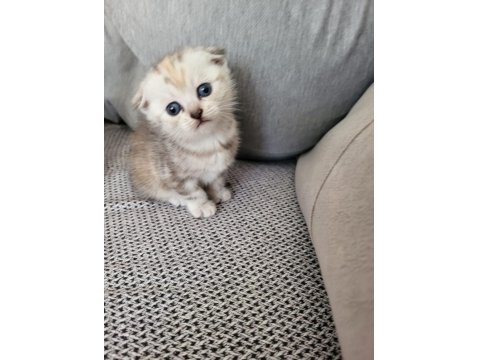 Scottish Fold Kızım Gen Gereği Kesinlikle Koku Bırakmaz