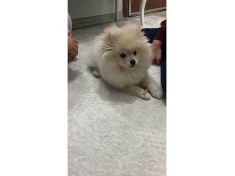 Pomeranian Boo 3 Aylık