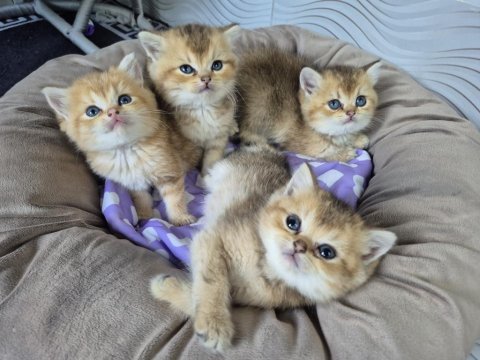 Teslime Hazır British Shorthair Golden Bebekler
