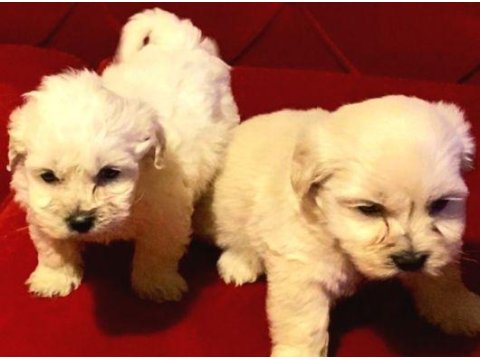 Ev Doğumu Maltipoo Bebeklerimiz