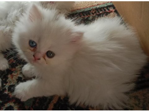 Anne Norveç Orman Kedisi Baba İran