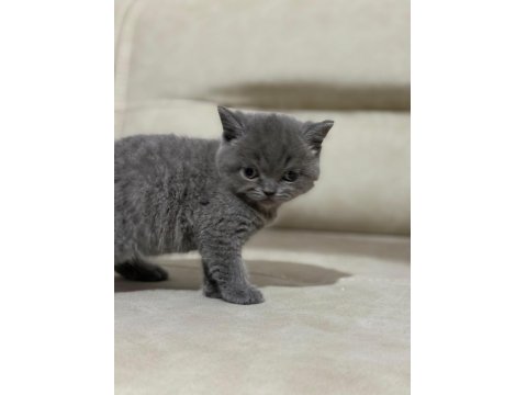 Teslime Hazır British Scottish Yavrular