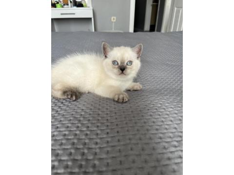 British Shorthair İki Aylık Erkek Ve Dişi