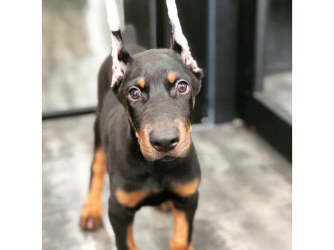 Üst Kalite Doberman Yavruları