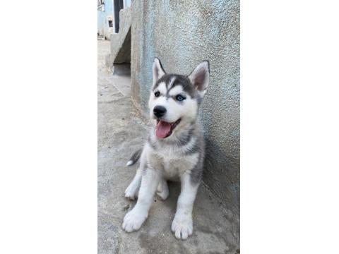 Orijinal Sibirya Kurdu Yavruları