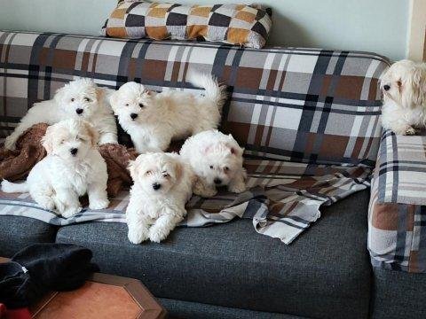 4 Tane Birbirinden Tatlı Maltese Terrier Yavruları