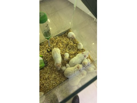 Sevimli Suriye Hamster Yavrular