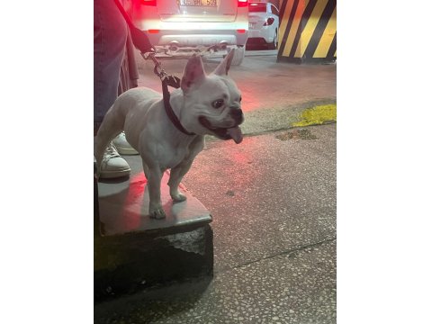 French Bulldog Kızımız Sevgi Dolu Ailesini Arıyor