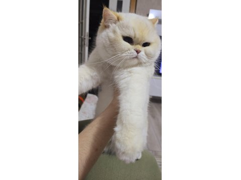 Yurt Dışından Şampiyon Ailenin Show Kalite British Shorthair Yavruları