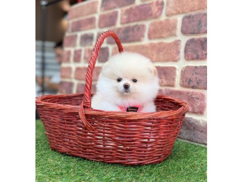 Pomeranian Boo Teddy Bear Gerçek Ayıcıklar