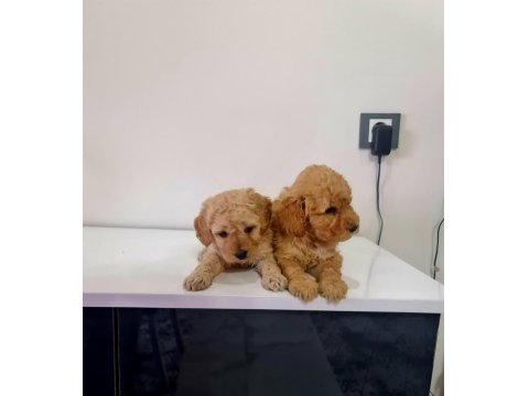 Teslime Hazır Minyatür Poodle Minnak Köpeklerim