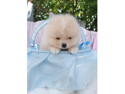 Irk Garantili Ayı Surat Pomeranian Bebekler