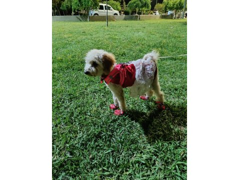 Oyuncu Maya Köpeğimiz