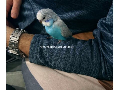 Kuş Malzemeleri Dahil Muhabbet Kuşu