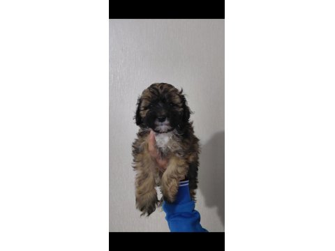 2 Erkek Maltipoo Yavrumuz