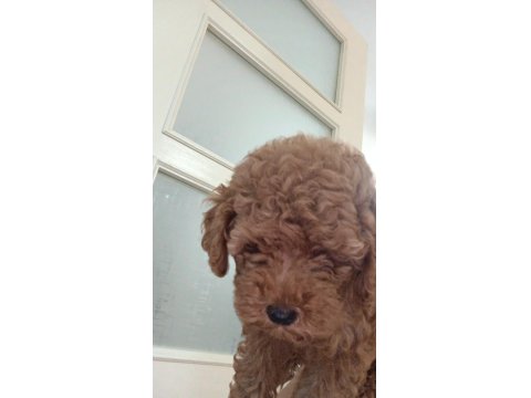 Erkek Poodle 2 Aylık