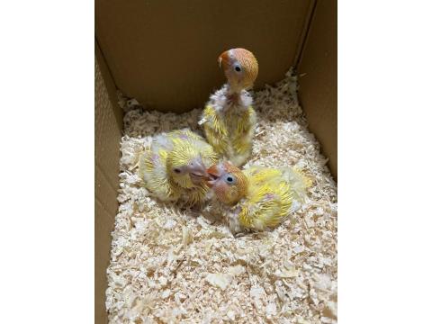 El Besleme Sarı Monk Papağanı Yavrum