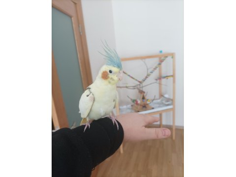 6-7 Aylık Evcil Erkek Sultan Papağanı Ve El Yapımı Kafes
