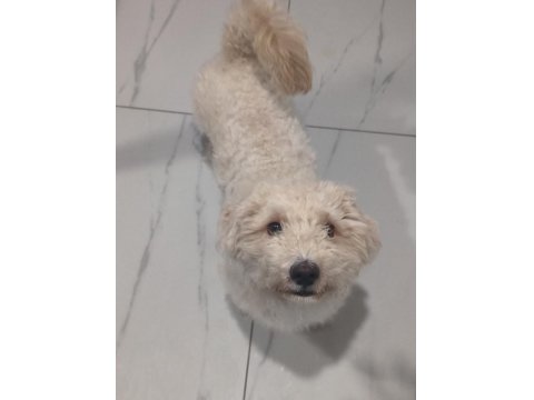 Maltese Kızım İçin