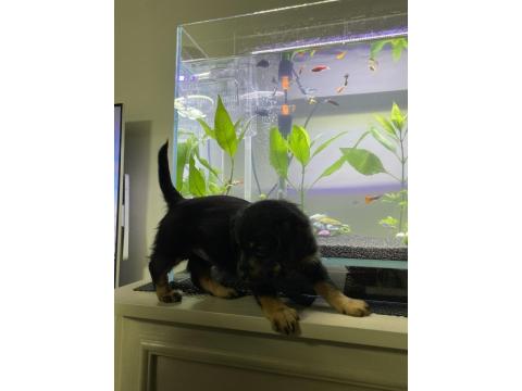 Dachshund Ve Maltipoo Melezi Yavru Bebek