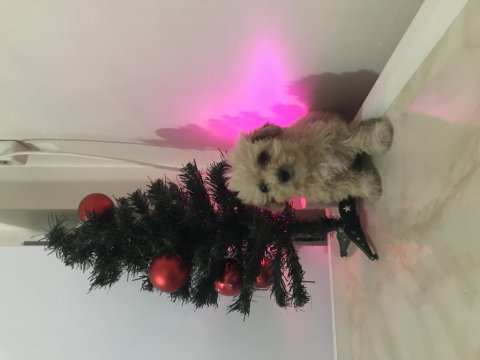 Teacup Maltipoo Dişi Yavrum