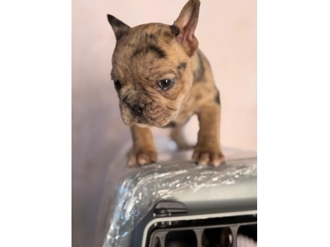 Dişi French Bulldog