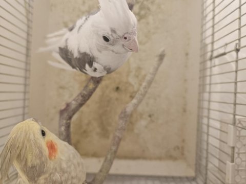 Yavru Almaya Hazır Özel Takım Sultan Papağanı