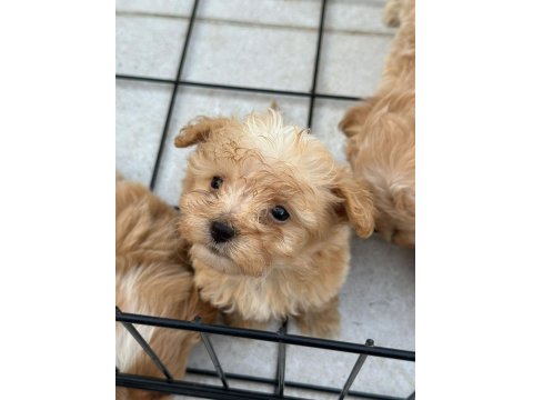 Sevimli Maltipoo Yavrularımız Yeni Ailelerini Bekliyor