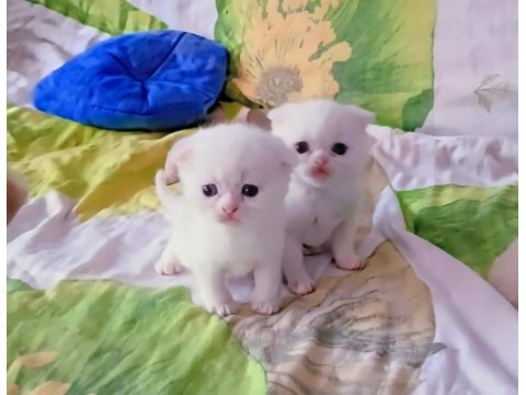 Scottish Fold Ve Scottish Straight Kardeşler