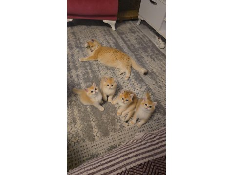 British Shorthair Golden Ny12 Yavrular