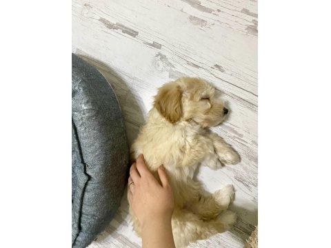 3 Aylık Maltipoo Köpeği