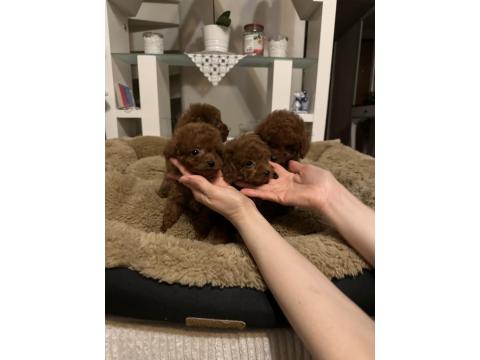 Teslime Hazır Orjinal Toy Poodle