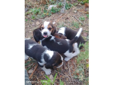 Şampiyon Soyundan Beagle Yavrular