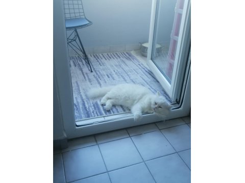 Chinchilla Erkek Kedimize Dişi Kedi Arıyoruz