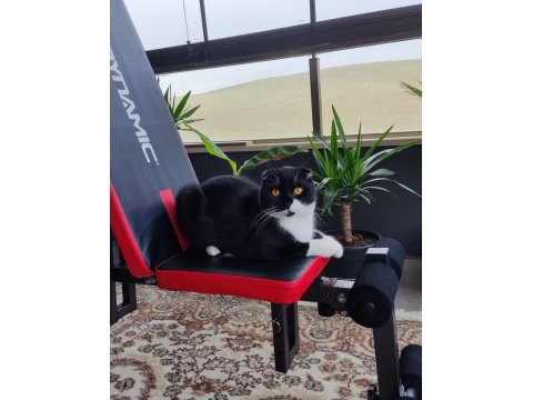 Scottish Fold Kardeşlere Yuva Arıyorum Birlikte Ya Da Ayrı
